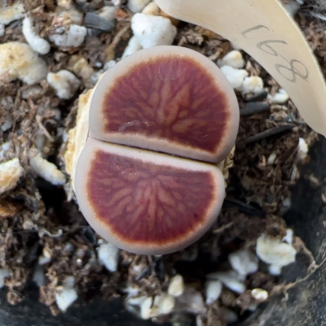 6.1。红窗菊。9239