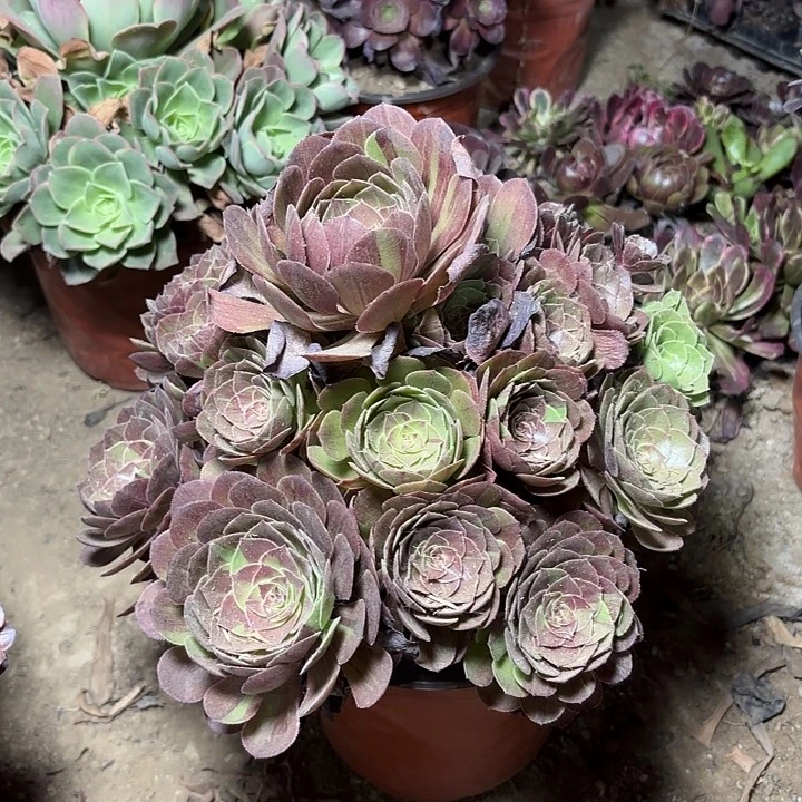 花月夜多肉植物法师9