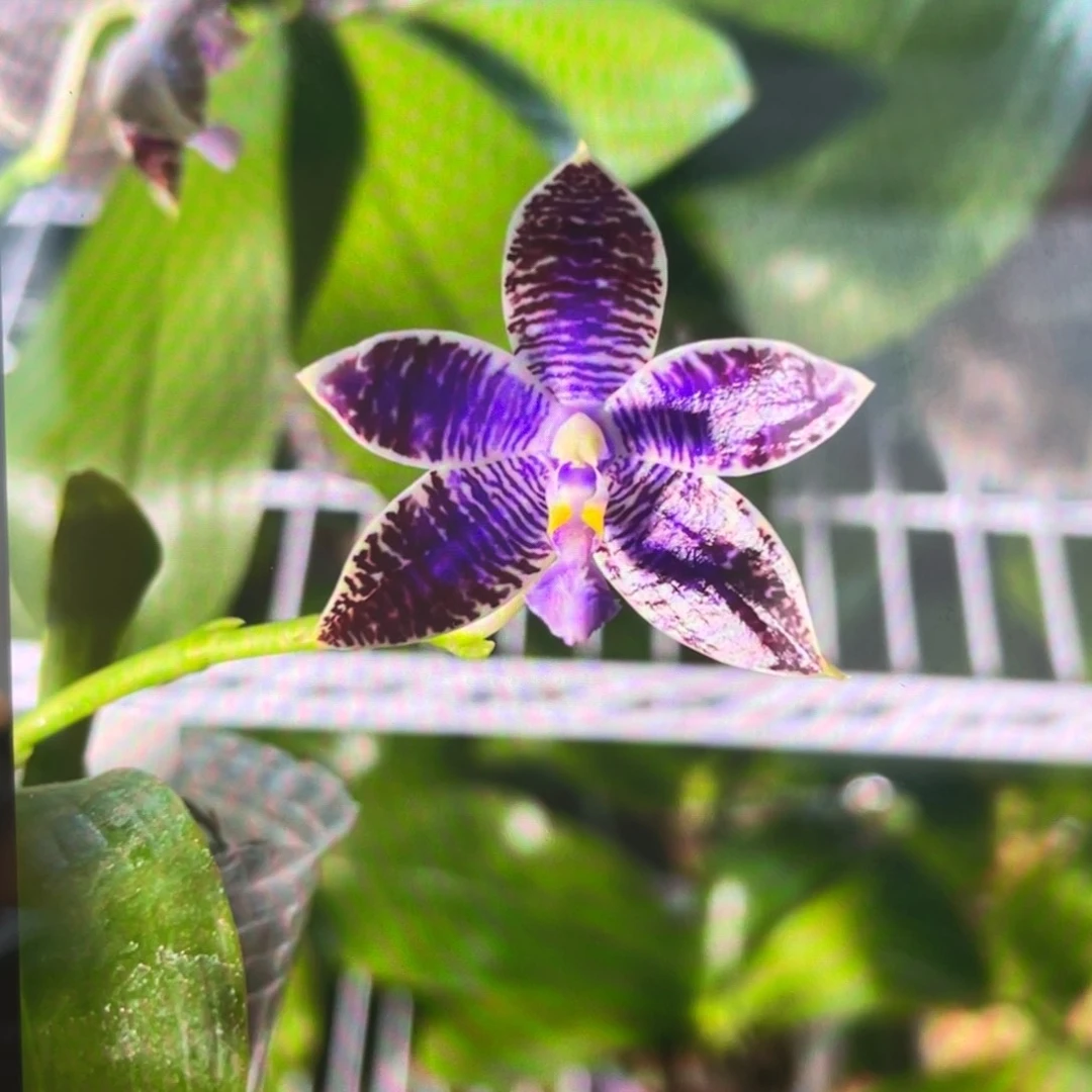 当前无花栽培后可以开花GV路德，2.5杯苗1棵