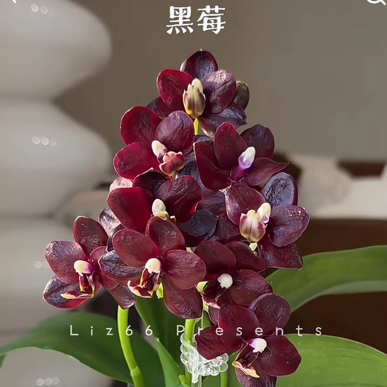 2.5杯夏日黑莓QX1659蝴蝶兰蝴蝶兰室内绿植花卉简单好养