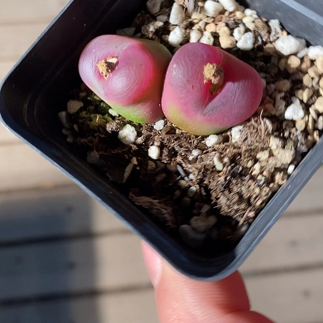 28304。  一颗。 带盆。