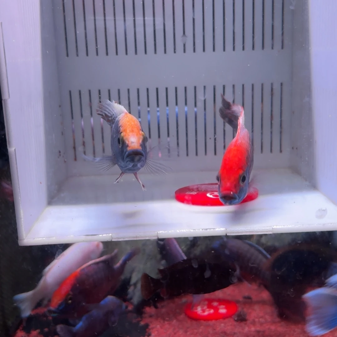 慈鲷鱼直播65号2条