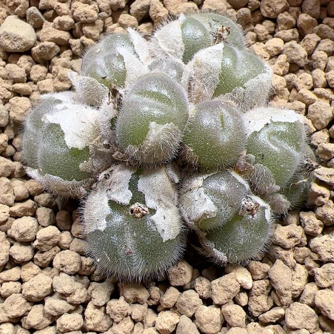 【闪购商品】384 D毛球