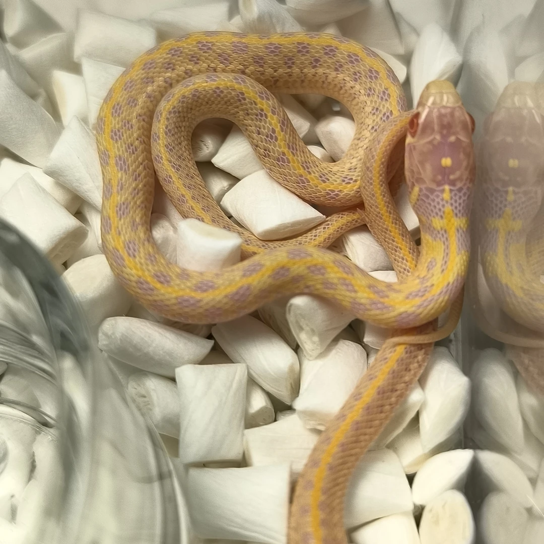包活的白化束带蛇 可群养饲养简单的束带蛇可喂鱼泥鳅乳鼠