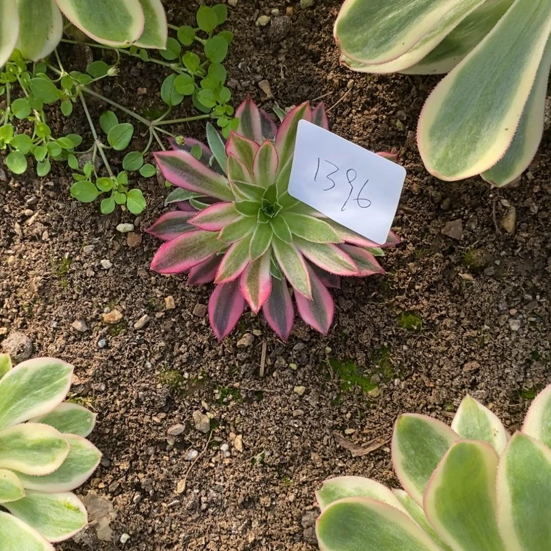 1396云雀满崽6厘米量拍多肉