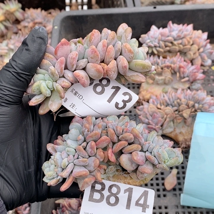 萌***姐813.814粉兔缀哇哇哇哇