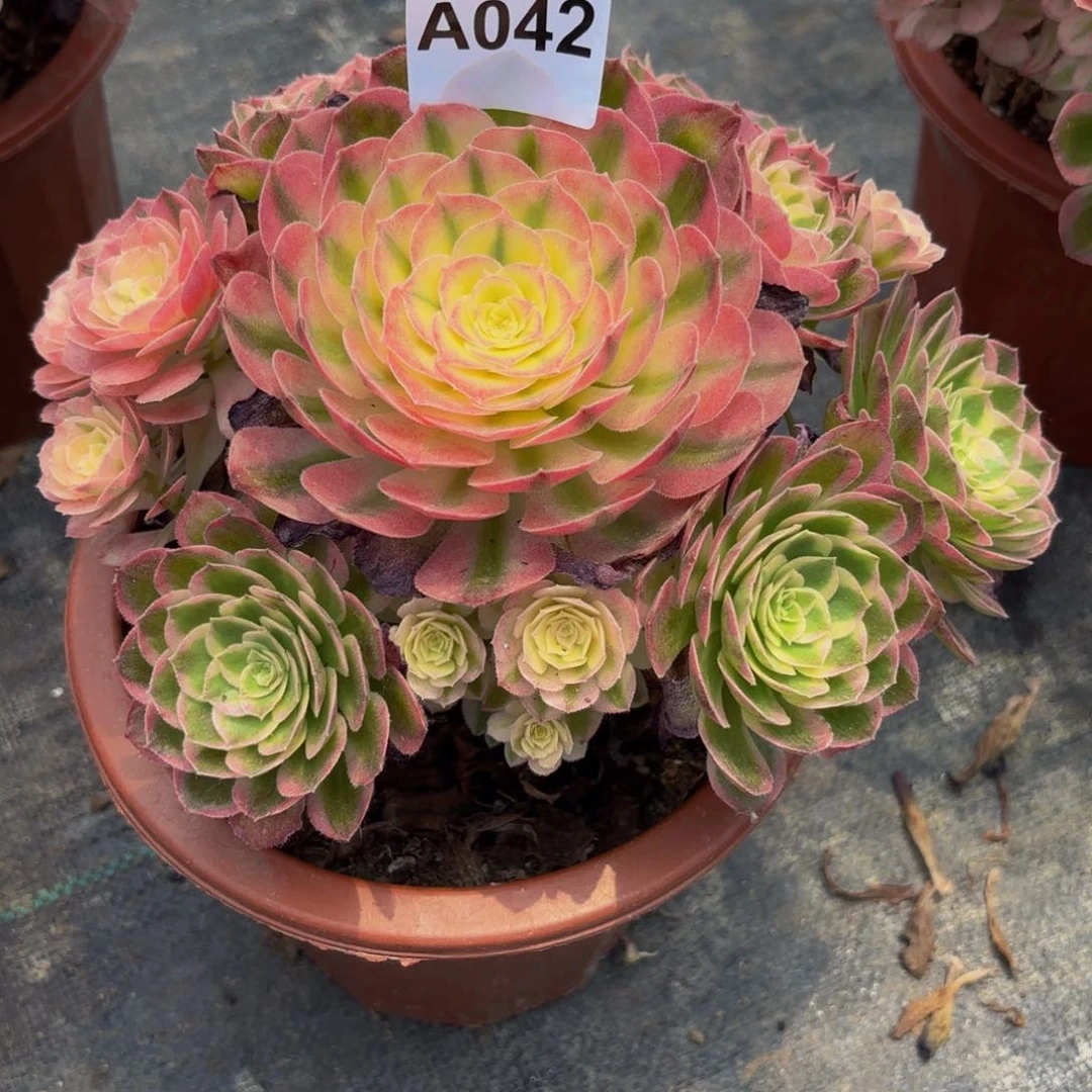 萌****无花朵042海鲜法师多肉植物