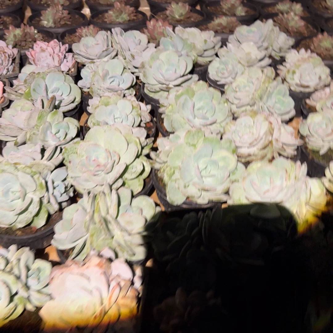 奶茶混发多肉植物