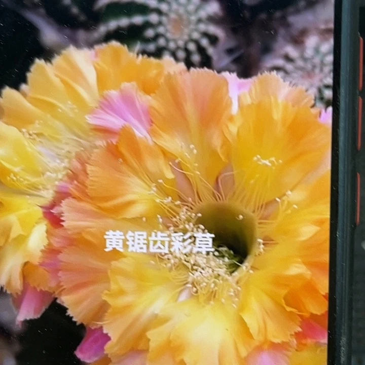 黄据齿侧芽歪4公分以上满18包邮