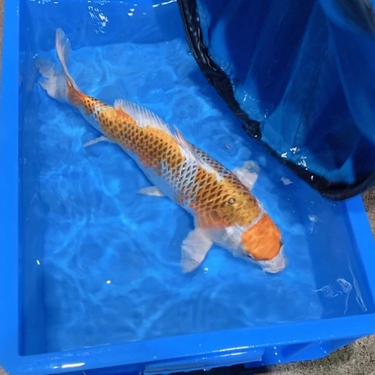 海水赤木芒果孔雀
