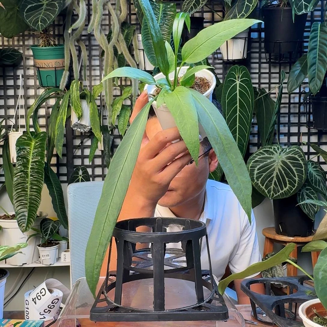 无花朵一物一拍G91