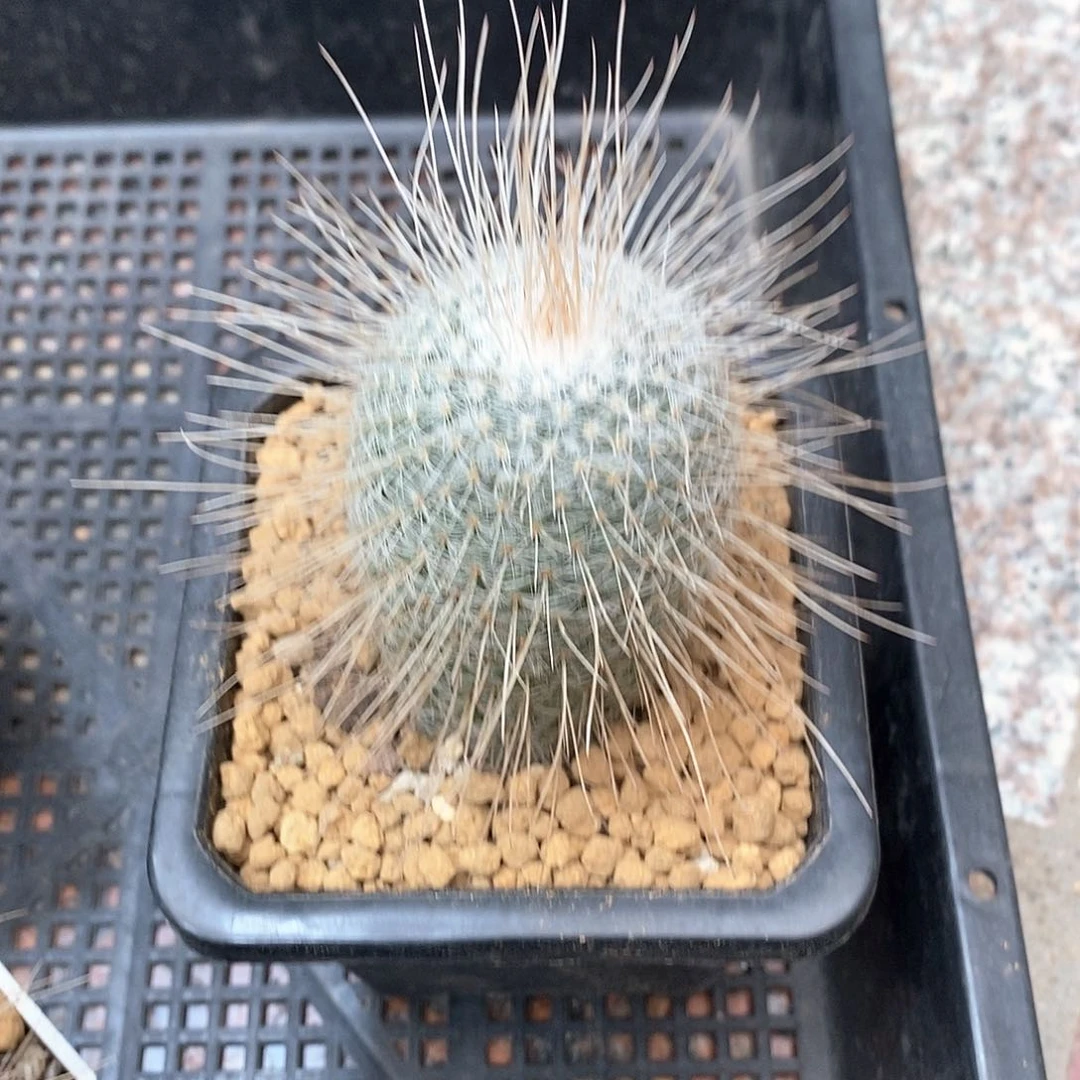 嘟**君长刺白玉兔仙人球