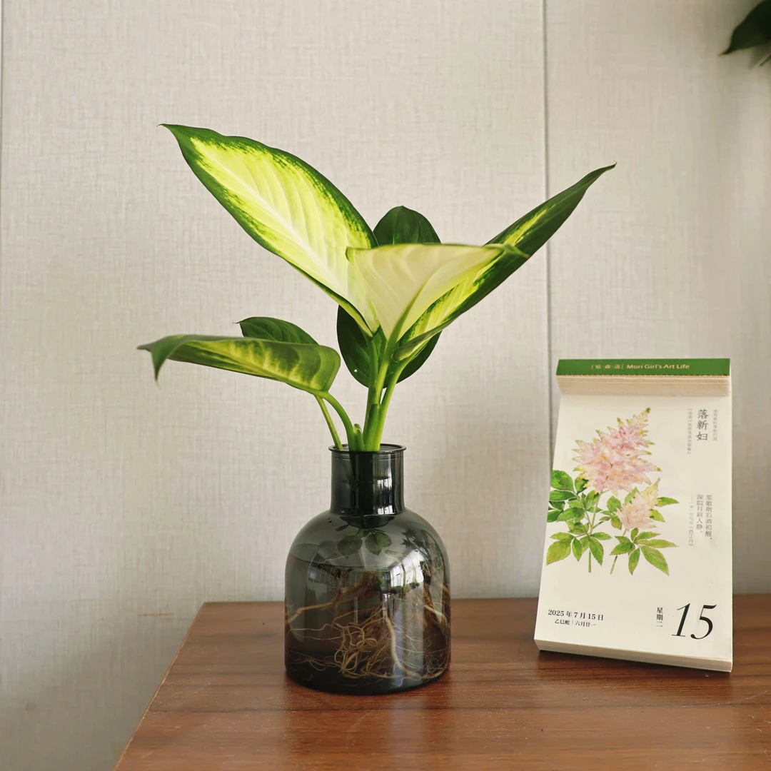 水培植物玛丽安盆栽万年青绿植室内好养富贵竹蕨春羽蔓绿绒龟背竹