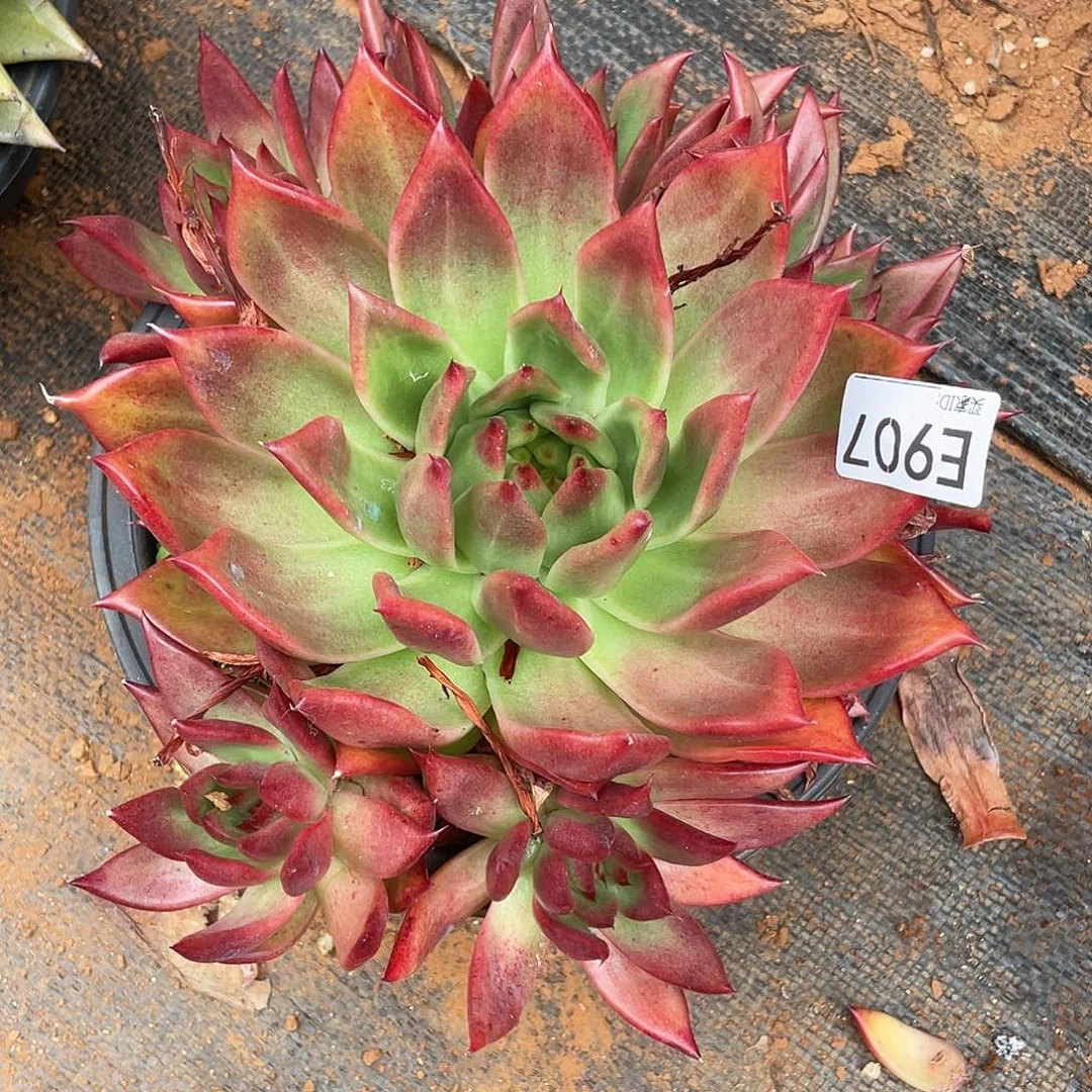 若如东云筐拍E907