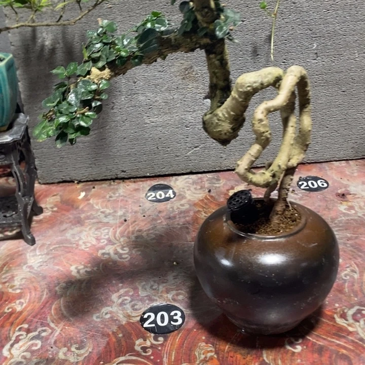 碧***天无花朵退款拉黑拉黑110