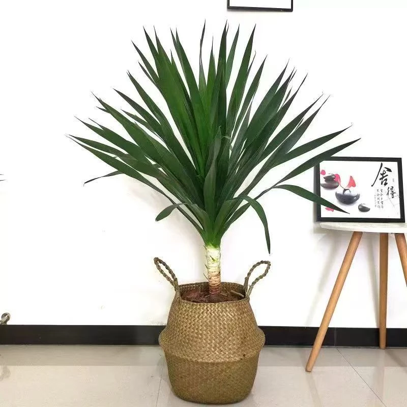 龙血树80cm-100cm室内百搭大型落地好养四季常绿观叶绿植吸甲醛