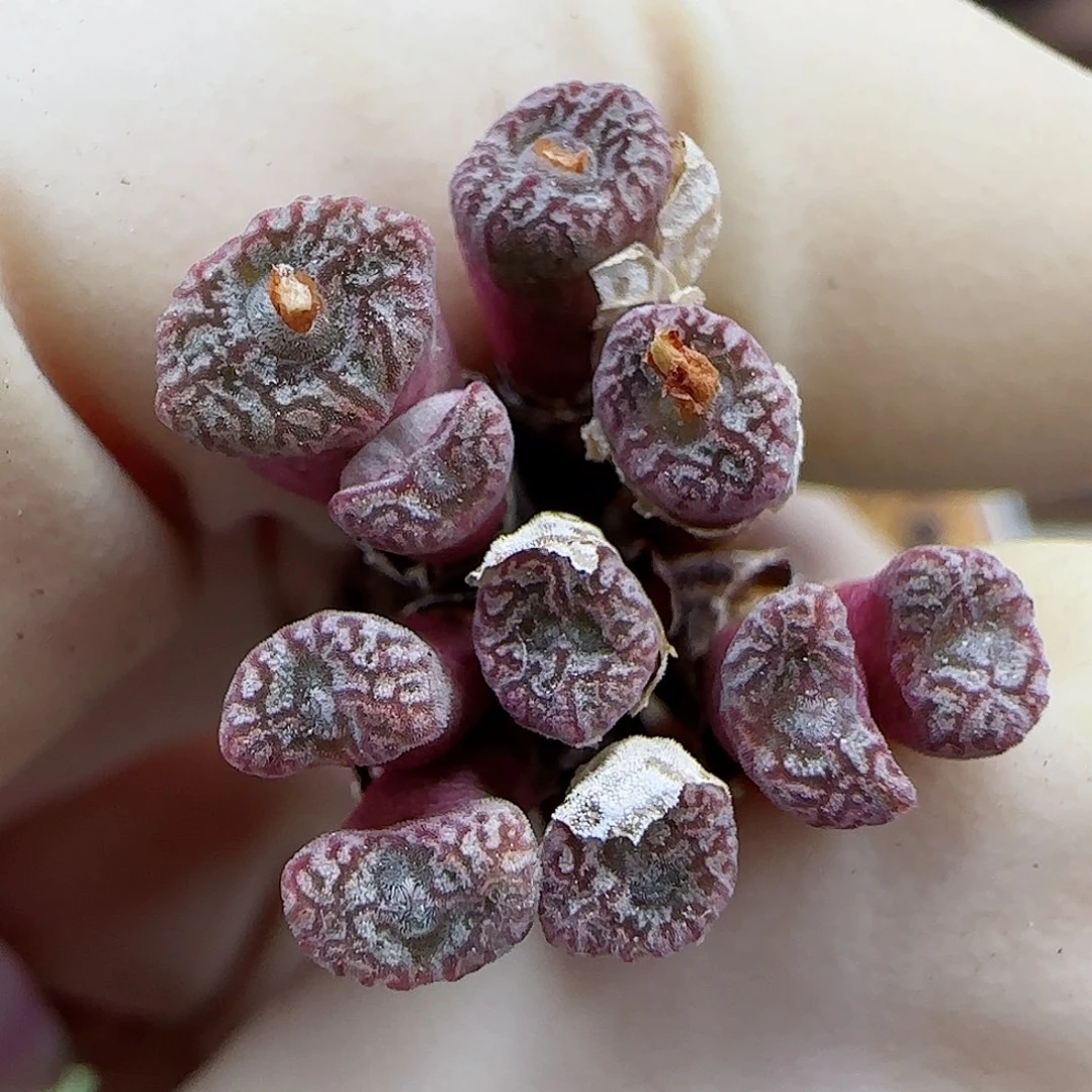 769红珊瑚小型种