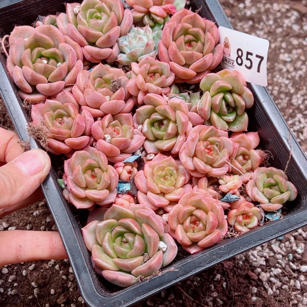 小***姐多肉植物多肉植物