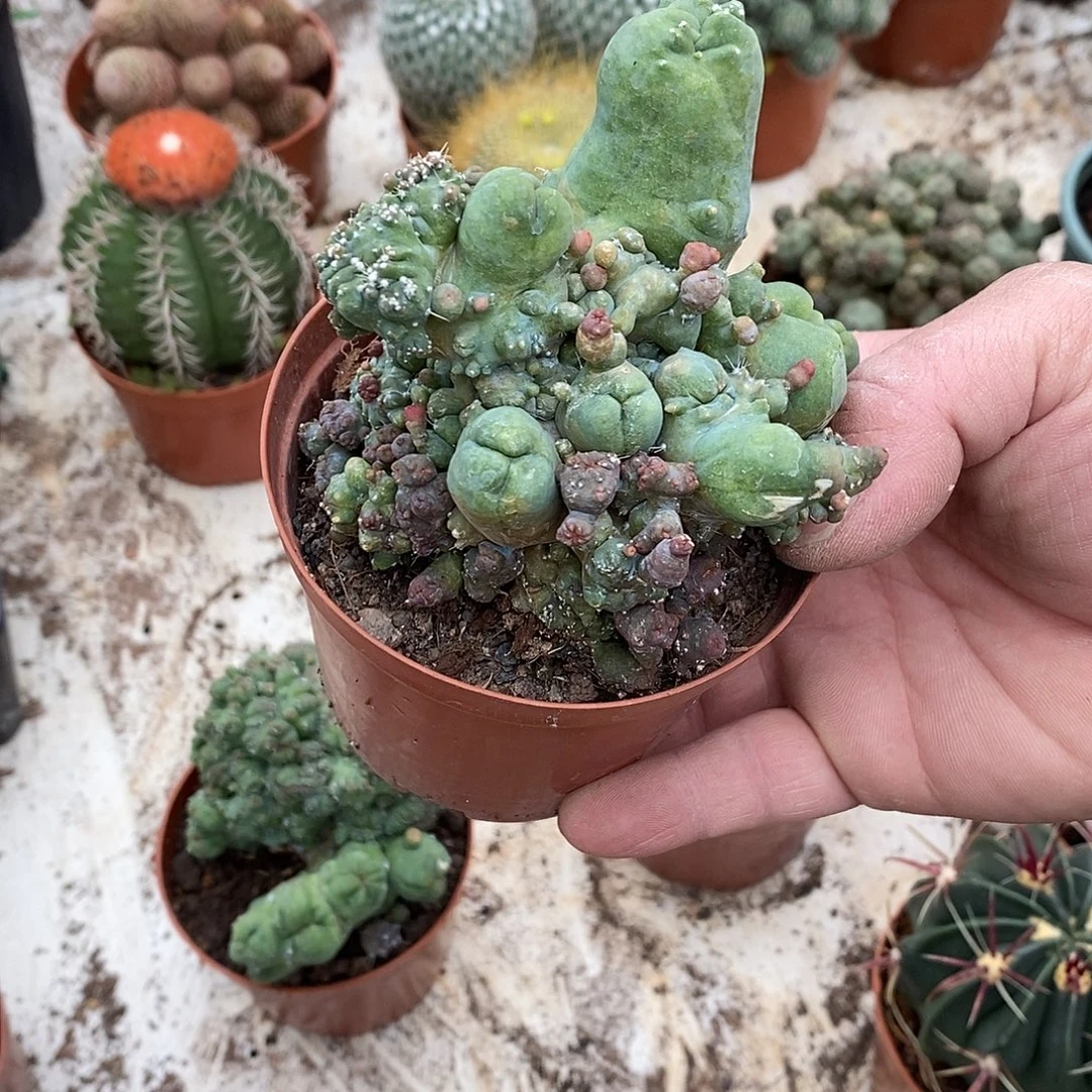 小***猪无花朵程程缀化石化仙人球仙人掌