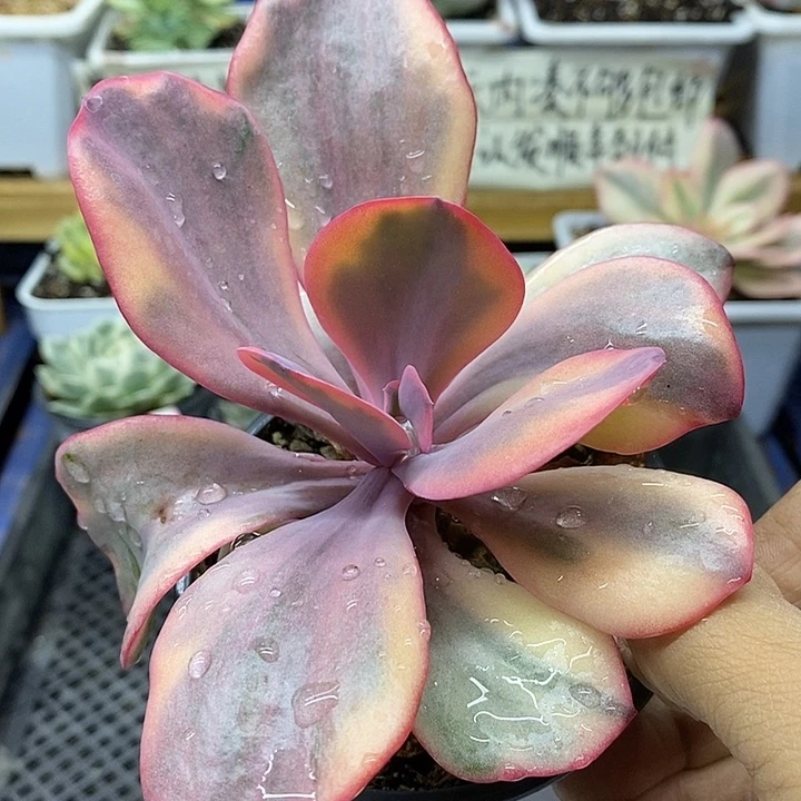 02139 天使之翼锦