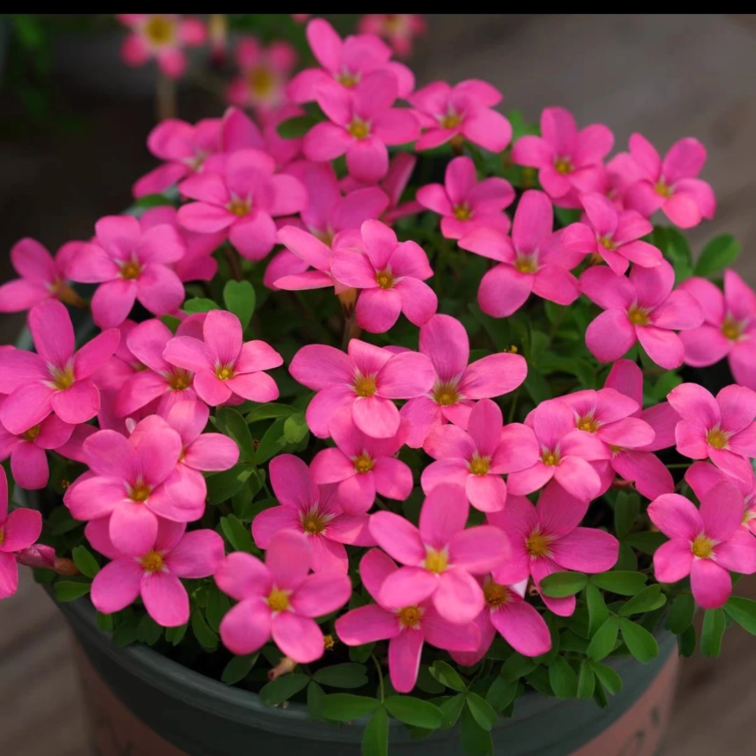 【早花种球】早花酢酱草尖晶石 种球