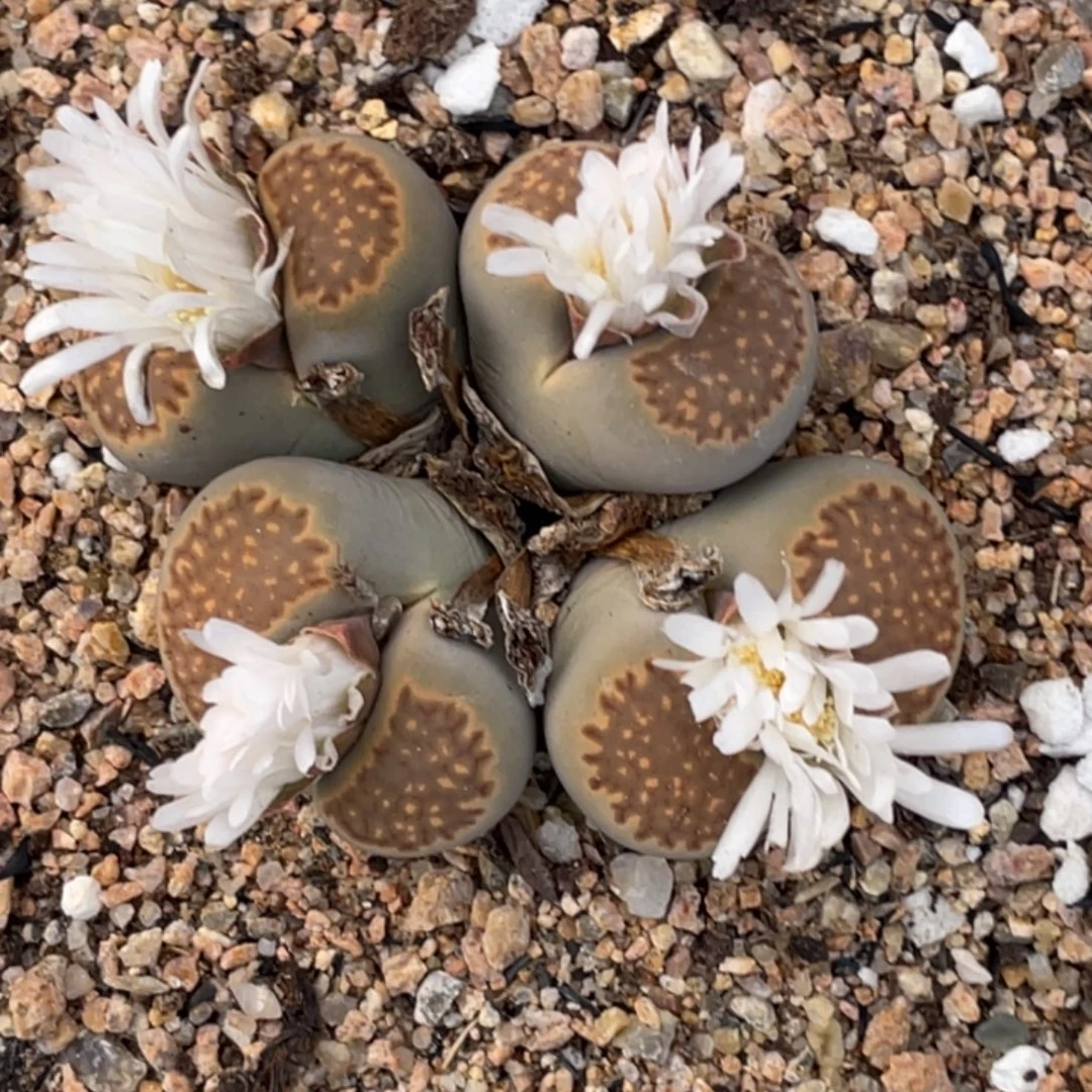 非偏远满20包邮518