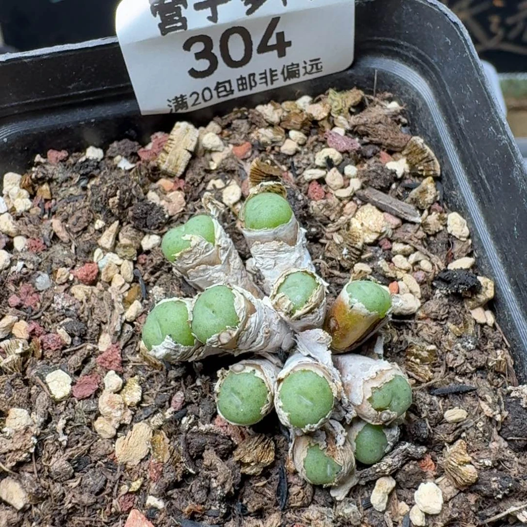 紫花小饼