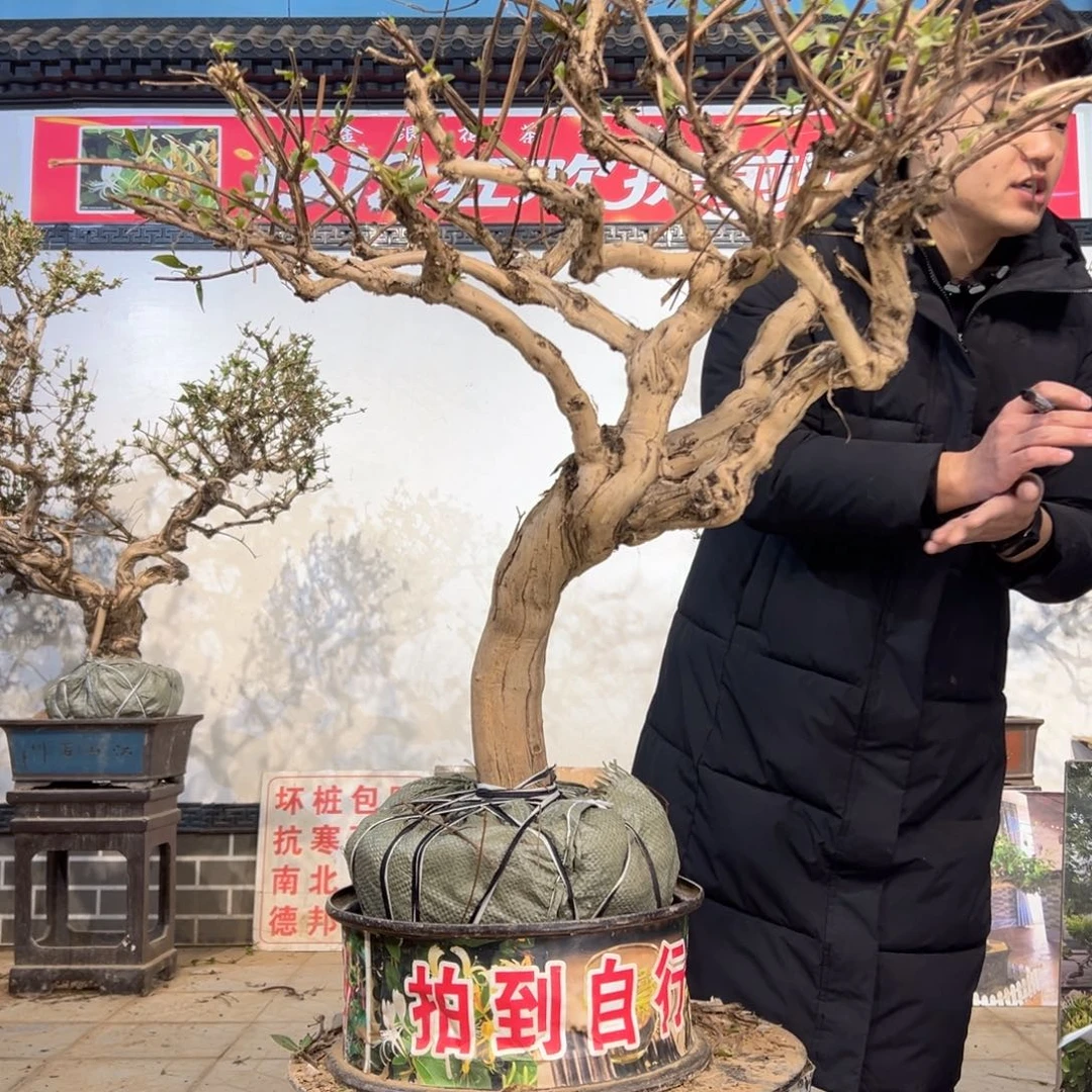 无花朵金银花开花5586655