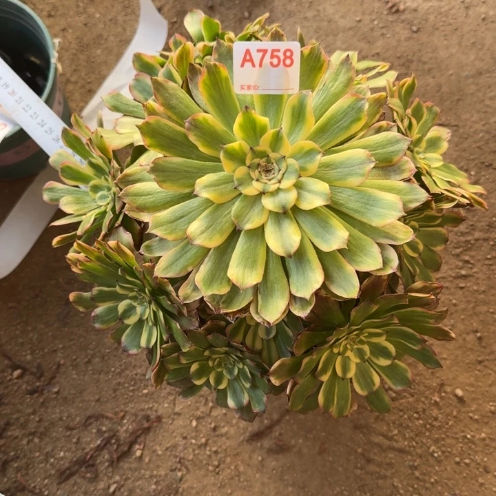 粉钻758多肉植物冠服28