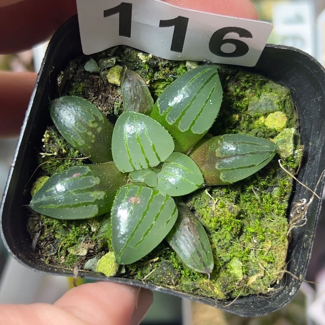 翠虎寿十二卷多肉植物