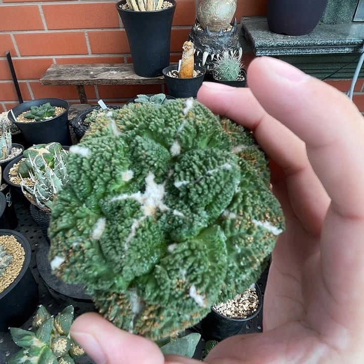 哥斯拉自根一一一一