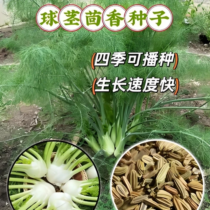 【球茎茴香种子】家庭阳台小院四季种植盆栽地栽易种易活