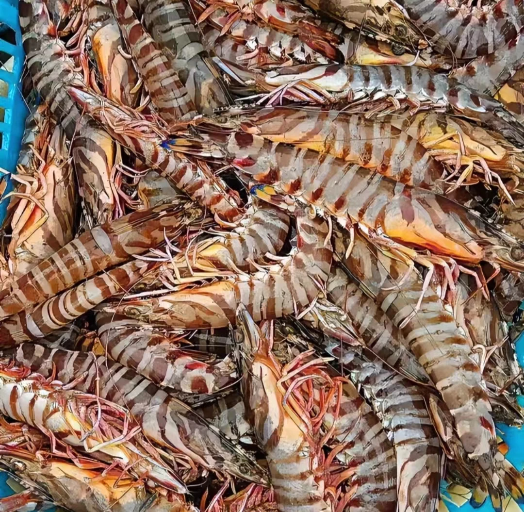 野生斑节虾【8-10头左右/斤】广东汕尾马宫九节虾酒楼宴席规格花虾