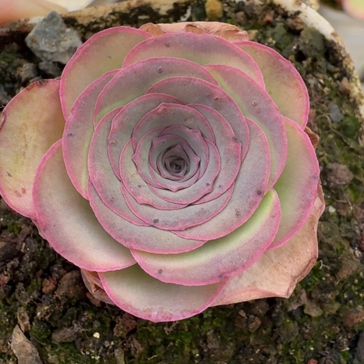 朱002。 绝色一号。  福利