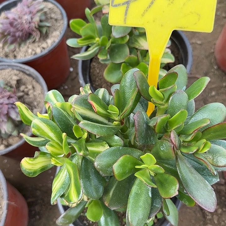 4286---多头多肉植物七彩蝶蝶蝶