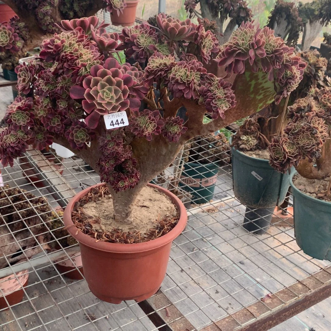 444美杜莎缀化一颗