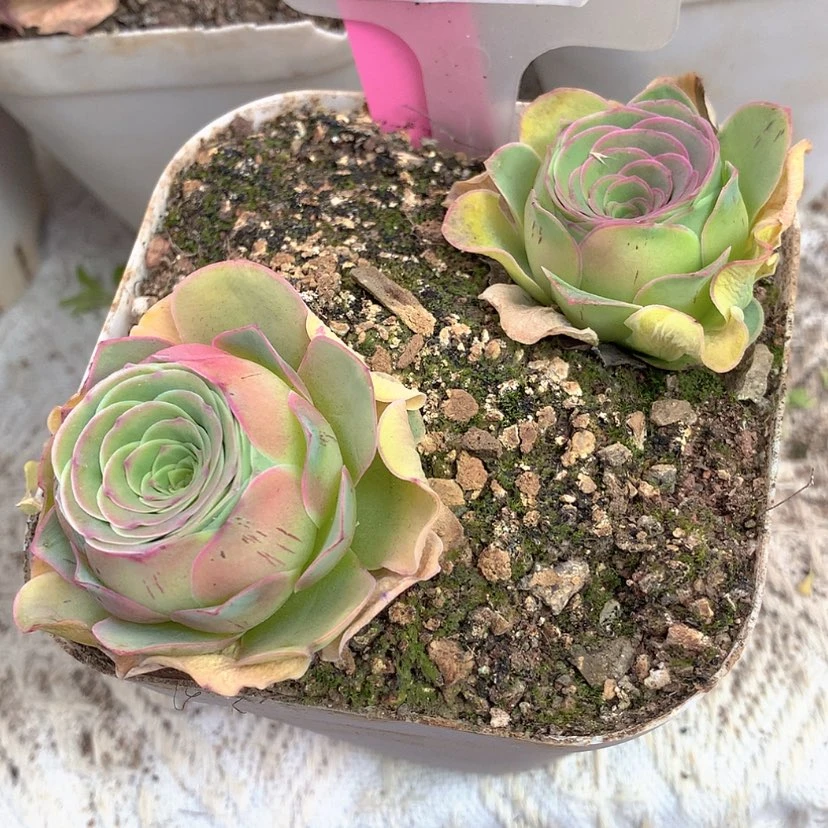 【闪购商品】玛*朵yjj218高山红