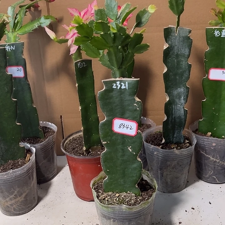 岁****当前无花栽培后可以开花2321