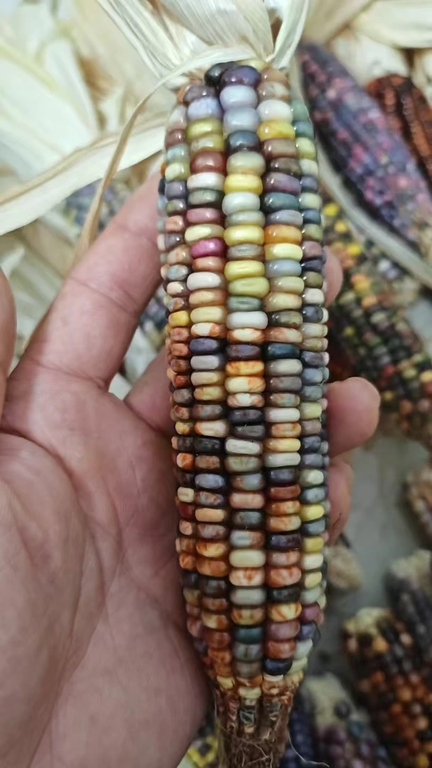 冰霜玉米（直播间一物一价）