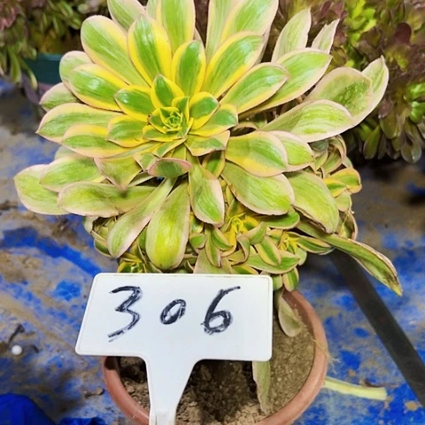 多少植物灿烂法师？
