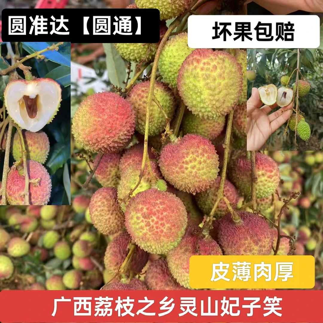 广西灵山妃子笑荔枝新鲜现摘现发核小肉厚清甜多汁