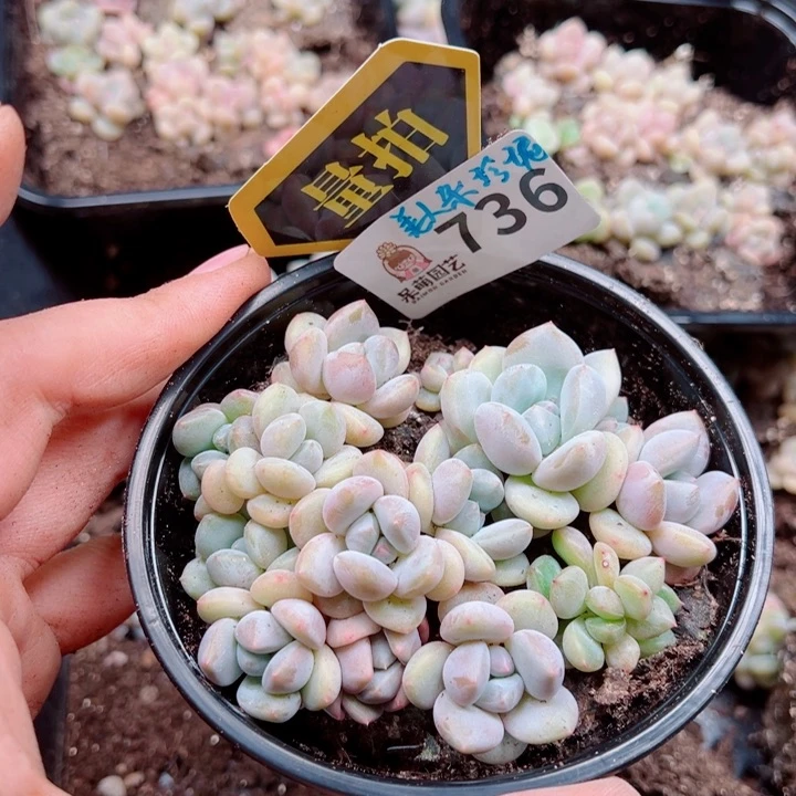 多肉植物多肉植物