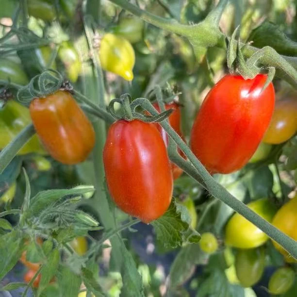 天津本地花生小番茄 圣女果顺丰包邮