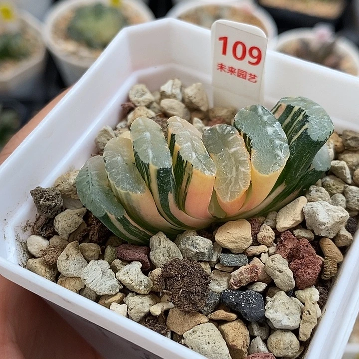 109隼杂玄武玉扇锦一物一拍