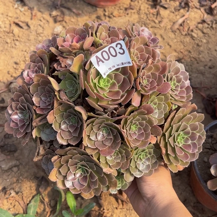 荷兰玫瑰多肉植物003.