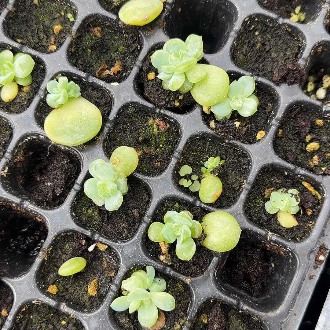 财富442 中苗穴一个满25包邮