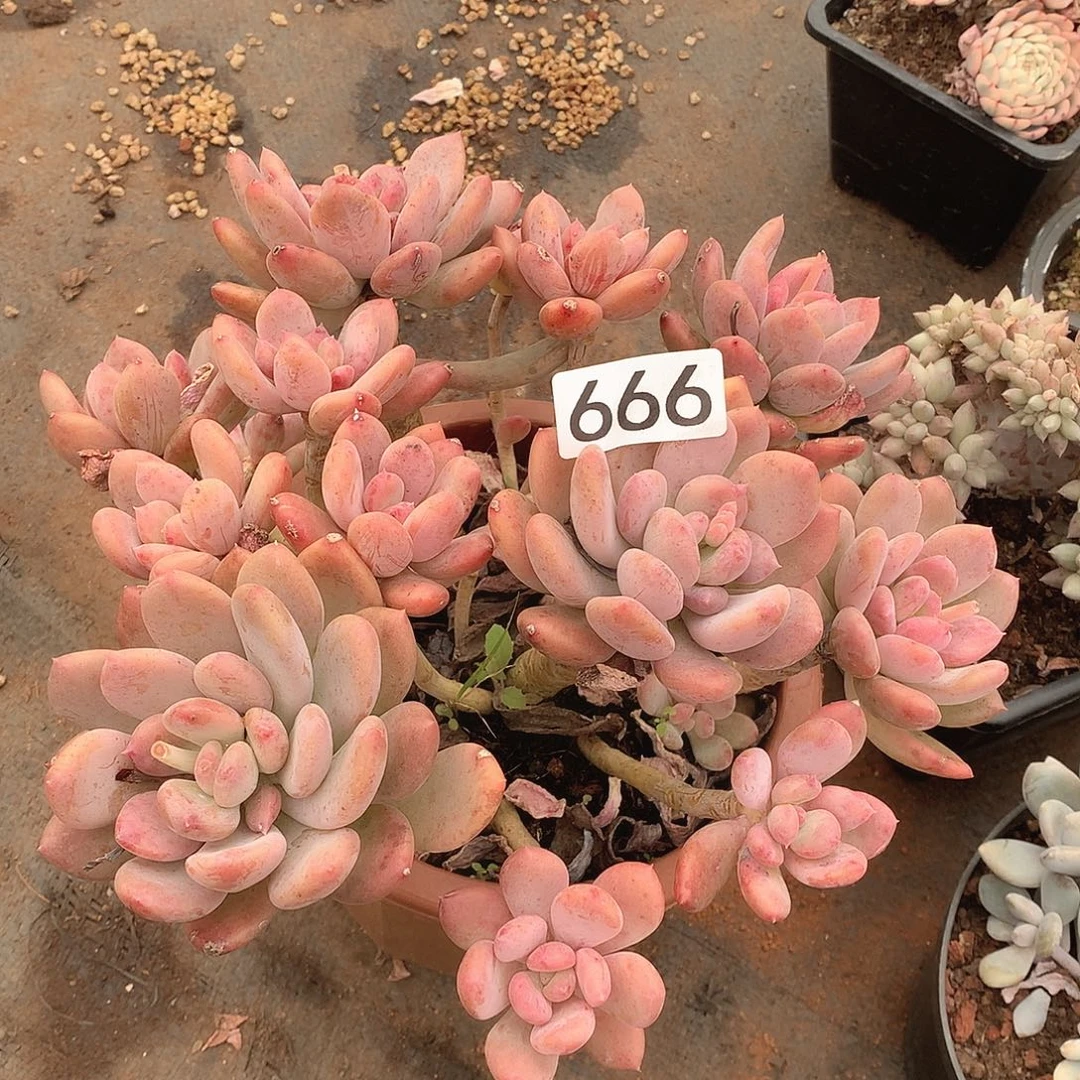 666灰姑娘一物一拍多肉