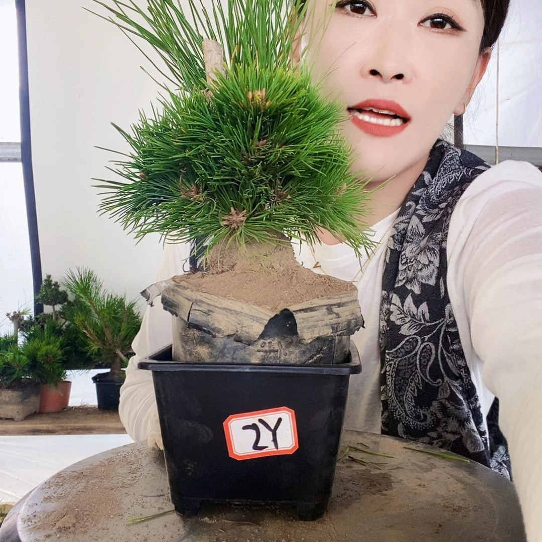 无花朵植物形态多年生草本