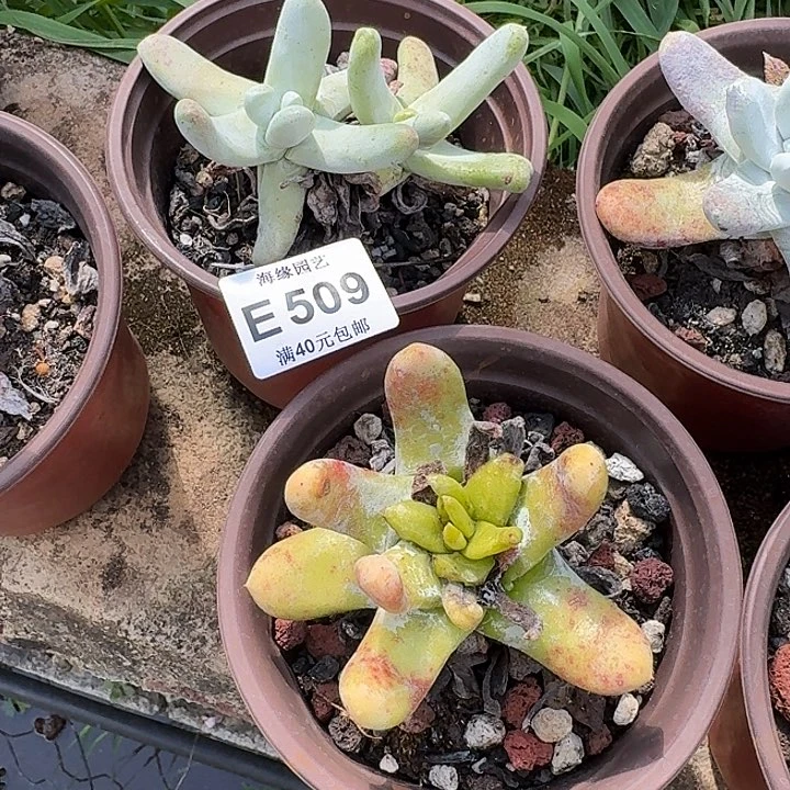 莫*林拇指哈哈哈哈哈哈哈