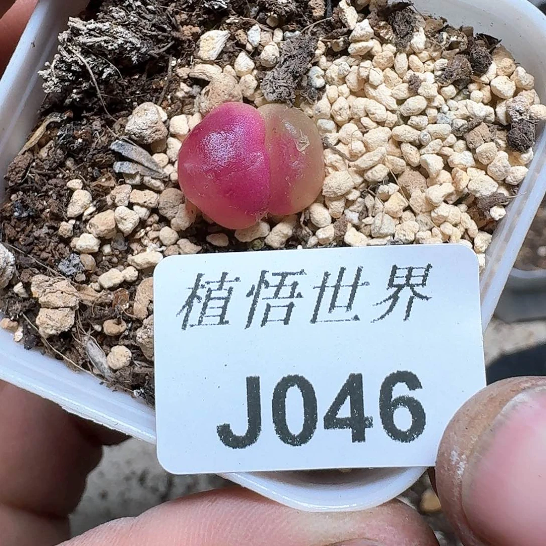 046厚德载物哇车d肉植物